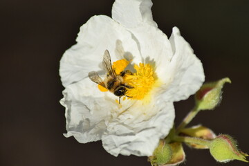 abejas, flores, macro, bonito, naturaleza