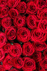 Bunch of fresh deep red roses floral background
