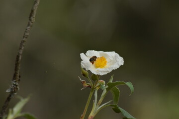 abejas, flores, macro, bonito, naturaleza