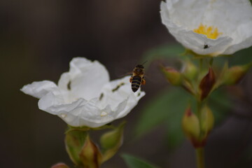abejas, flores, macro, bonito, naturaleza