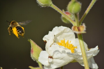 abejas, flores, macro, bonito, naturaleza