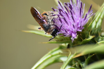 abejas, flores, macro, bonito, naturaleza