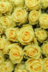 Fototapeta na wymiar Bunch of fresh lemon yellow roses floral background