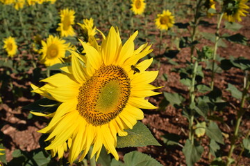 abejas, flores, macro, bonito, naturaleza