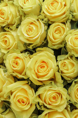 Bunch of fresh lemon yellow roses floral background