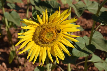 abejas, flores, macro, bonito, naturaleza