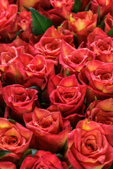 Bunch of fresh orange red roses floral background