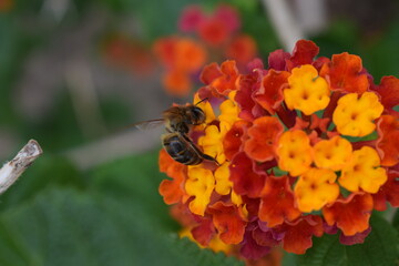 abejas, flores, macro, bonito, naturaleza
