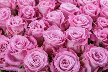 Fototapeta premium Bunch of fresh light magenta roses floral background