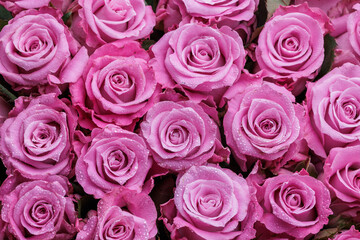 Bunch of fresh light magenta roses floral background
