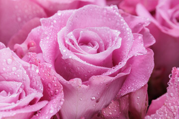 Bunch of fresh light magenta roses floral background