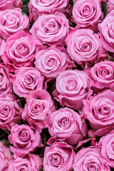 Bunch of fresh light magenta roses floral background