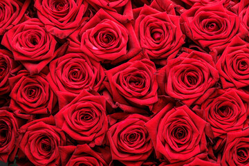 Bunch of fresh red roses floral background