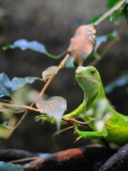 gecko on a branch looks into the camera in zoo