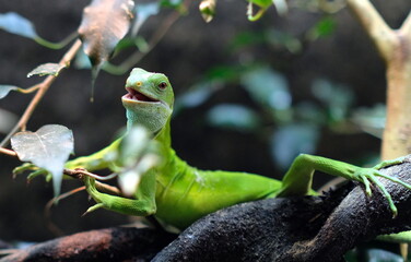 gecko on a branch looks into the camera in zoo