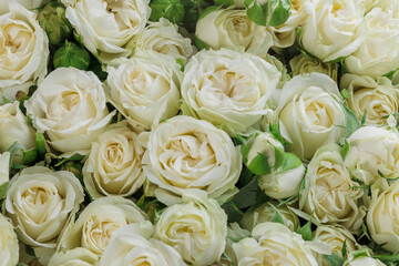 Bunch of fresh white roses floral background
