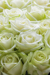 Bunch of fresh white green roses floral background