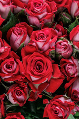 Bunch of fresh red roses floral background
