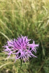 A close up of a pale pink tulip withering with its pastel petals open exposing the center of the flower. The stamen and pistils are covered in pollen. The flower is tilted with a white background.