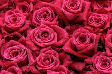 Bunch of fresh magenta roses floral background