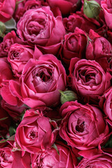 Bunch of fresh magenta roses floral background