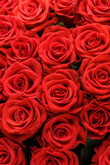 Bunch of fresh red roses floral background