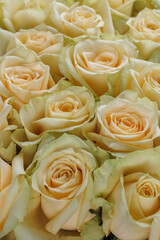 Bunch of fresh yellow green pale roses floral background