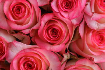 Bunch of fresh pink pale roses floral background