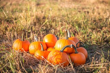 Many ripe orange pumpkins in field, space for text