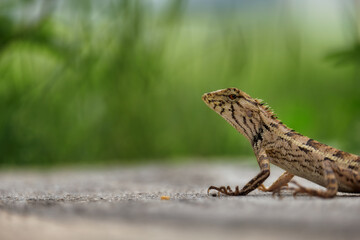Brown headed lizard chameleon in Thailand, Asia, looking into lens. Red headed Lizard. Horizontal photograph