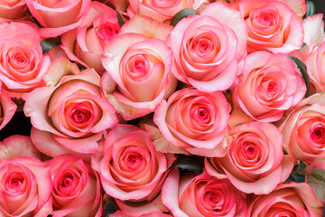 Bunch of fresh pink pale roses floral background