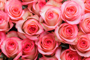 Bunch of fresh pink pale roses floral background