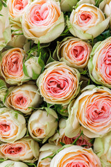 Bunch of fresh pink pale roses floral background