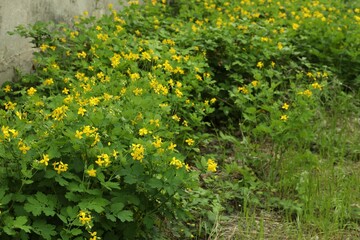 Celandine with yellow flowers and green leaves growing outdoors