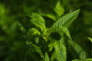 Beautiful mint with lush green leaves growing outdoors, closeup