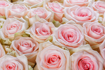 Bunch of fresh pink pale roses floral background