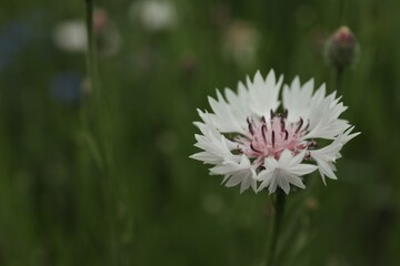 Obraz premium Beautiful pink cornflower outdoors on summer day, closeup
