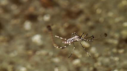 Mosquitoes float on the surface of the water