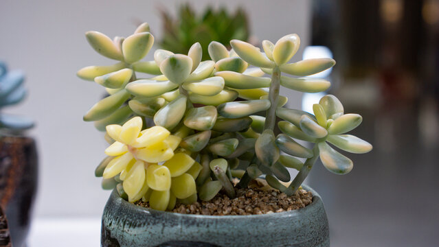 potted graptoveria titubans