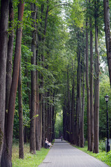 Alley in the park with tall trees in the summer. Bench