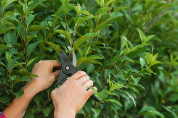 Woman pruning bush with secateurs outdoors, closeup