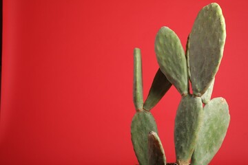 Beautiful cactus on red background, space for text. Tropical plant