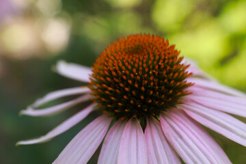 Beautiful pink Echinacea flower on blurred background, closeup