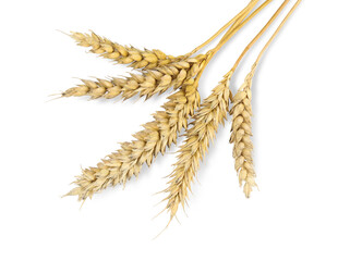 Dried ears of wheat on white background, top view