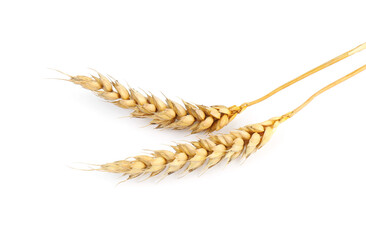 Dried ears of wheat on white background