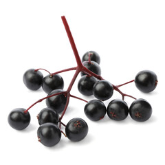 Delicious ripe black elderberries isolated on white
