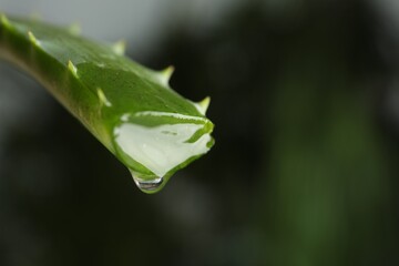 Obraz premium Aloe vera leaf with dripping juice against blurred background, closeup. Space for text