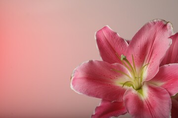 Beautiful pink lily flower on color background, closeup. Space for text