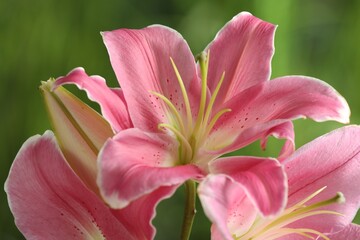 Fototapeta na wymiar Beautiful pink lily flowers on blurred green background, closeup