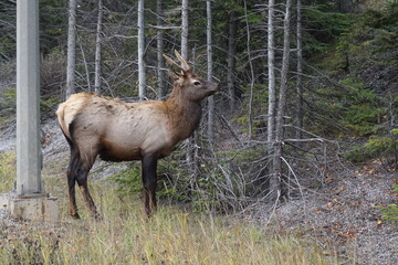 Banf National Park fauna